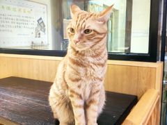 -滚猫咖啡·猫咖·猫友好撸猫(未来城店)