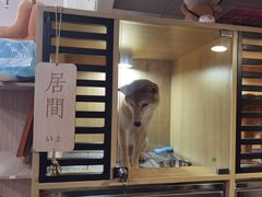 -南京Hallo宠物乐园·哈罗犬舍·柴犬繁育基地