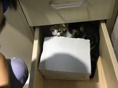 -哆趣宠物医院·眼科·内镜·急重症转诊中心(上海店)