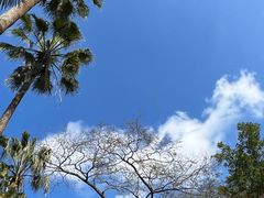-深圳仙湖植物园