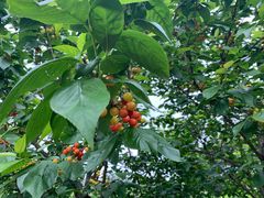 -樱桃山旅游景区