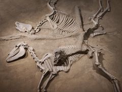 -洛阳周王城天子驾六博物馆