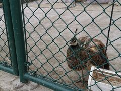 -上海滴水湖皇冠假日酒店