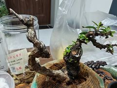 -昆明动物园