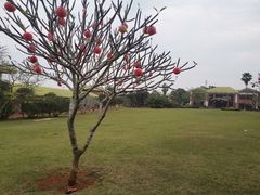 -侯臣咖啡文化村