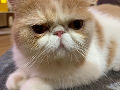 -滚猫咖啡·猫咖·猫友好撸猫(未来城店)