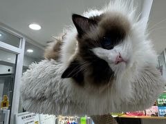 -爱洗澡的猫(天河路店)