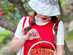 -北宅大永樱桃采摘基地(崂山总部)