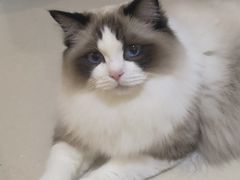-瑞鹏宠物医院·骨科·猫科·内科(第一中心)
