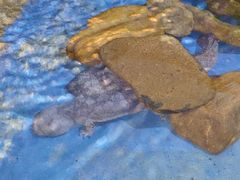 -泉州海丝野生动物世界