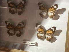 -上海大自然野生昆虫馆(东方明珠·爬宠昆虫探索中心)