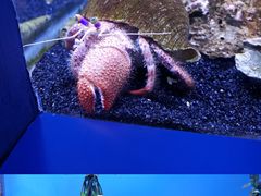 -芜湖新华联大白鲸海洋公园