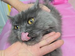 -北京观赏动物医院·24小时大型综合·猫专科·异宠专科