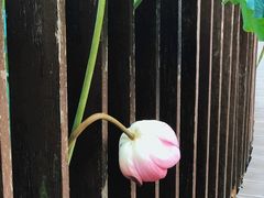 -陈家山荷花公园