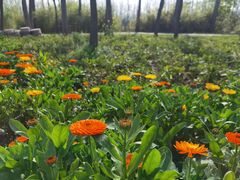 -合肥滨湖国家森林公园