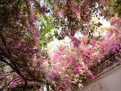 -深圳国际园林花卉博览园