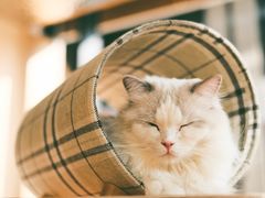 -瞄一喵猫咖(格力海岸店)