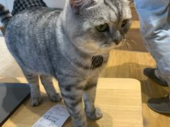 -啵啵喵·猫咖(攀华国际店)