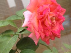 iphone_upload_pic-花迹(富春江东街店)