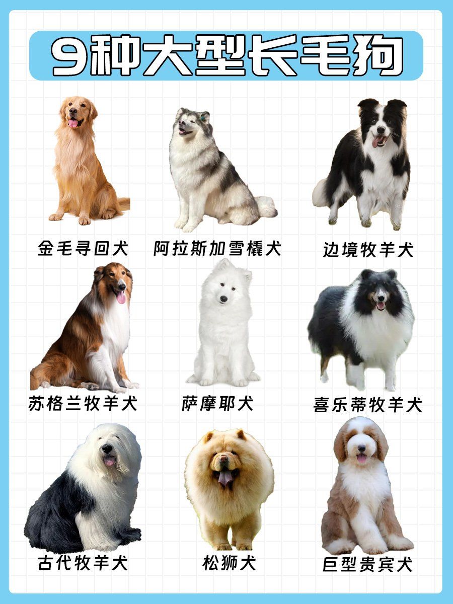 大型长毛狗来袭,你最爱哪一只😜