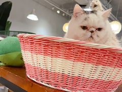 -Cappucimeow猫咪咖啡馆(韦伯时代店)