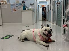 -纳吉亚猫专科动物诊疗中心(蒋宅口分院)