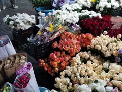 -曲阳花鸟市场(曲阳路店)