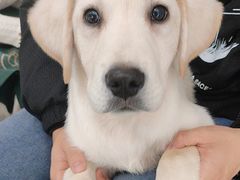 -瑞鹏瑞爱宠物医院·全科·猫科·血液透析中心(龙头寺店)