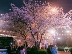 -上海南浦大桥长途旅游客运站