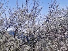 -广州市流溪河国家森林公园