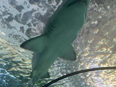 -悉尼海洋生物水族馆