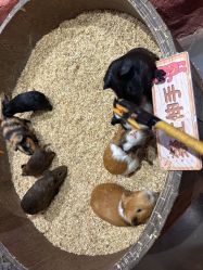 -Zoolung Zoolung动物主题公园(海信广场店)