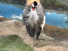 -成都动物园