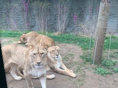 -北京野生动物园