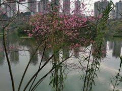 -重庆彩云湖湿地公园