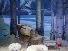 -芜湖新华联大白鲸海洋公园