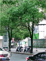 -上海交通大学医学院附属上海儿童医学中心(陆家嘴总院区)