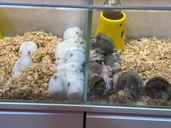 -宝鸡东道花鸟鱼虫市场(吉利花园商场店)
