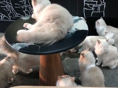 -瞄一喵猫咖(格力海岸店)