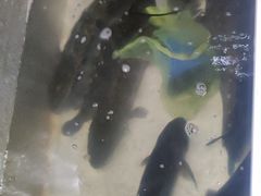 -金三可市井水煮鱼(金碧园店)