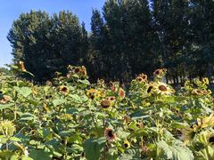 -长白岛森林公园