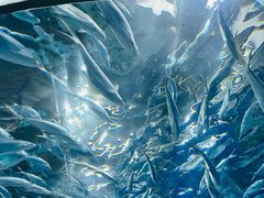 -上海海洋水族馆