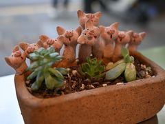 -WHEN PIGS FLY当猪飞