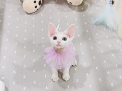 -十年猫舍·猫咪专门店(普陀店)