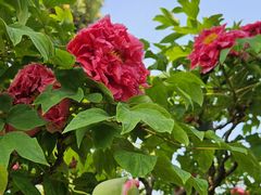 -国家植物园南园