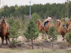 -鄂尔多斯野生动物园