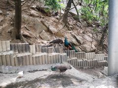 -栾川竹海野生动物园