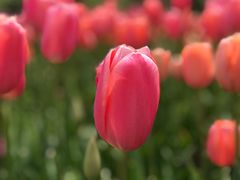 -上海鲜花港