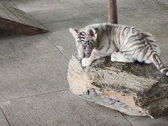 -秦皇岛野生动物园