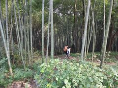 -西湖风景区十里琅珰-五云山